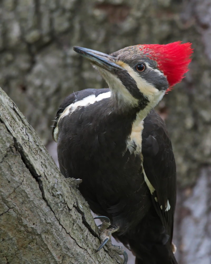 Pileated woodpecker, Maryland – Melissa McCeney