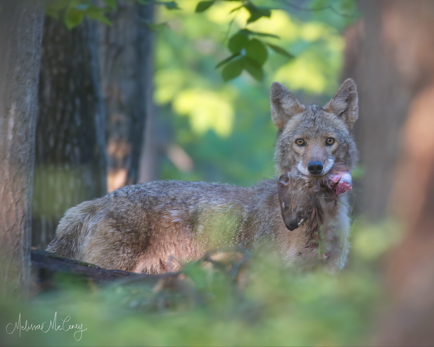 coyote with prey