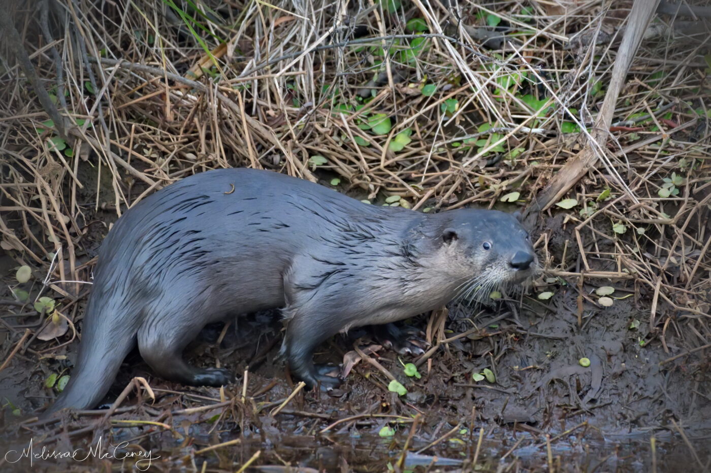 young river otter