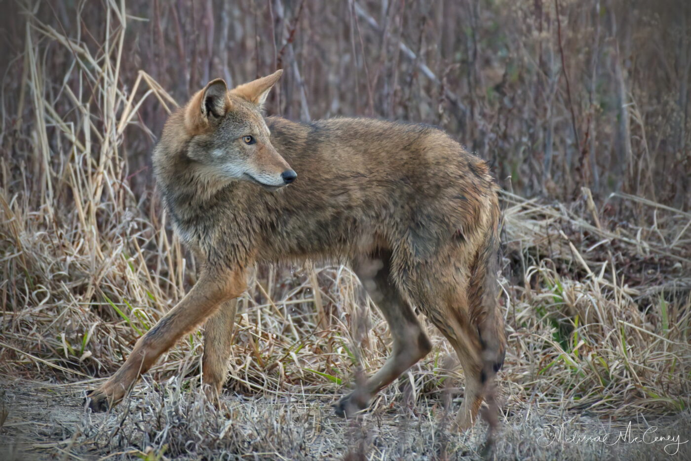 critically endangered red wolf