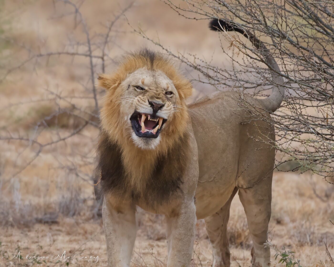 African lion showing teeth