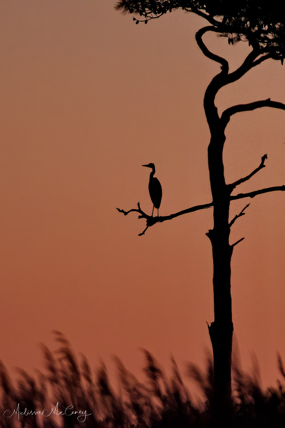 Great blue heron silhouetted against the sunset